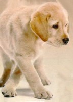 /album/fotogaleria/krasny-psik-jpg/